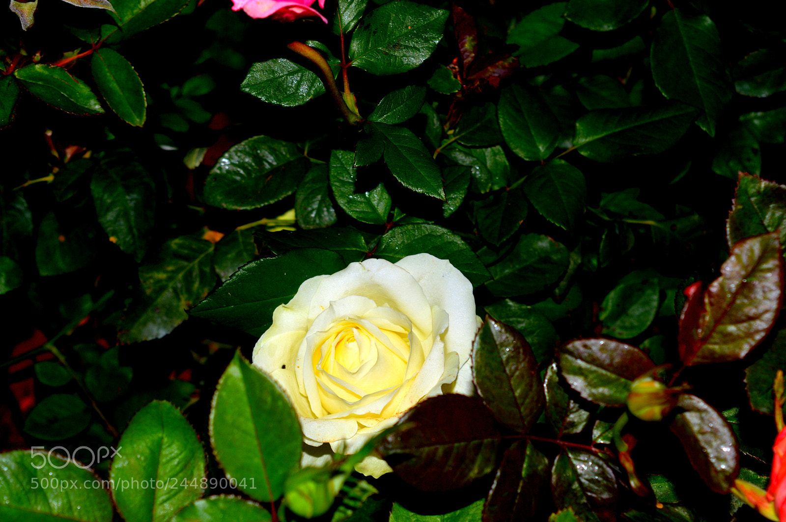 Nikon D3200 sample photo. Untitled photography