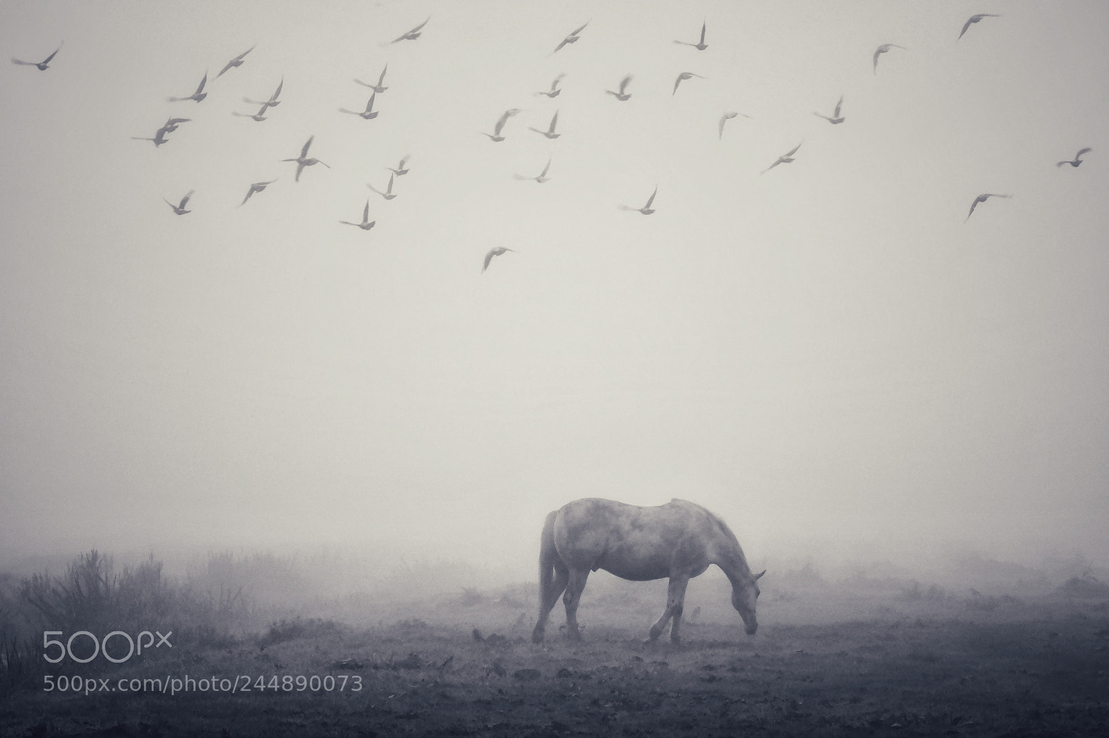 Sony Cyber-shot DSC-HX300 sample photo. Horse and birds during photography