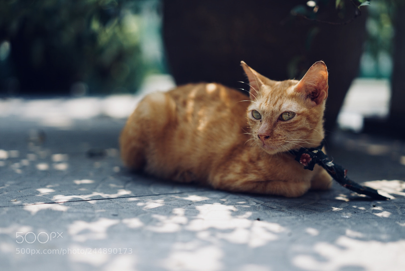 Sony a7 II sample photo. Dramatic cat photography