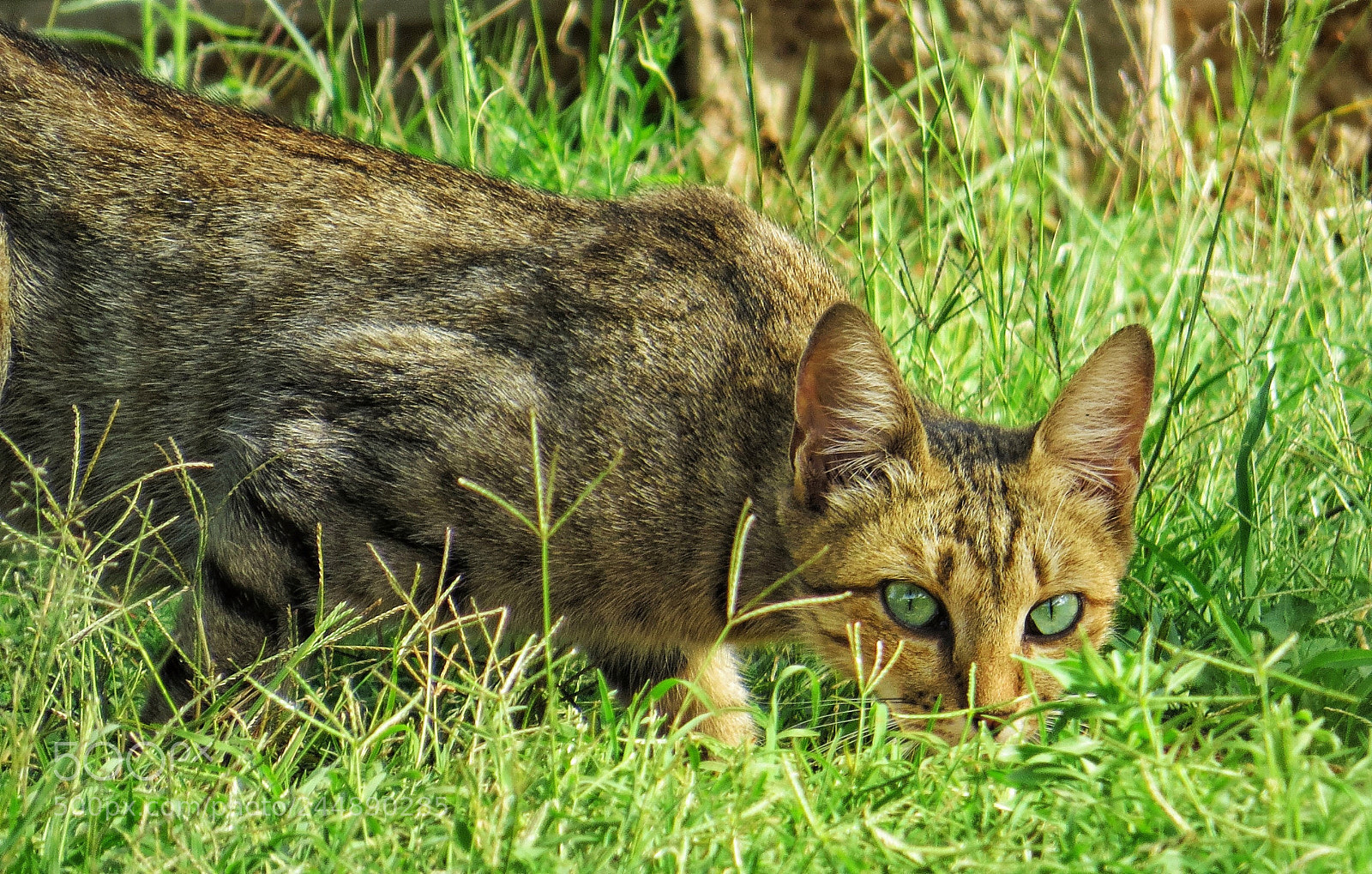 Canon PowerShot SX50 HS sample photo. I see you photography