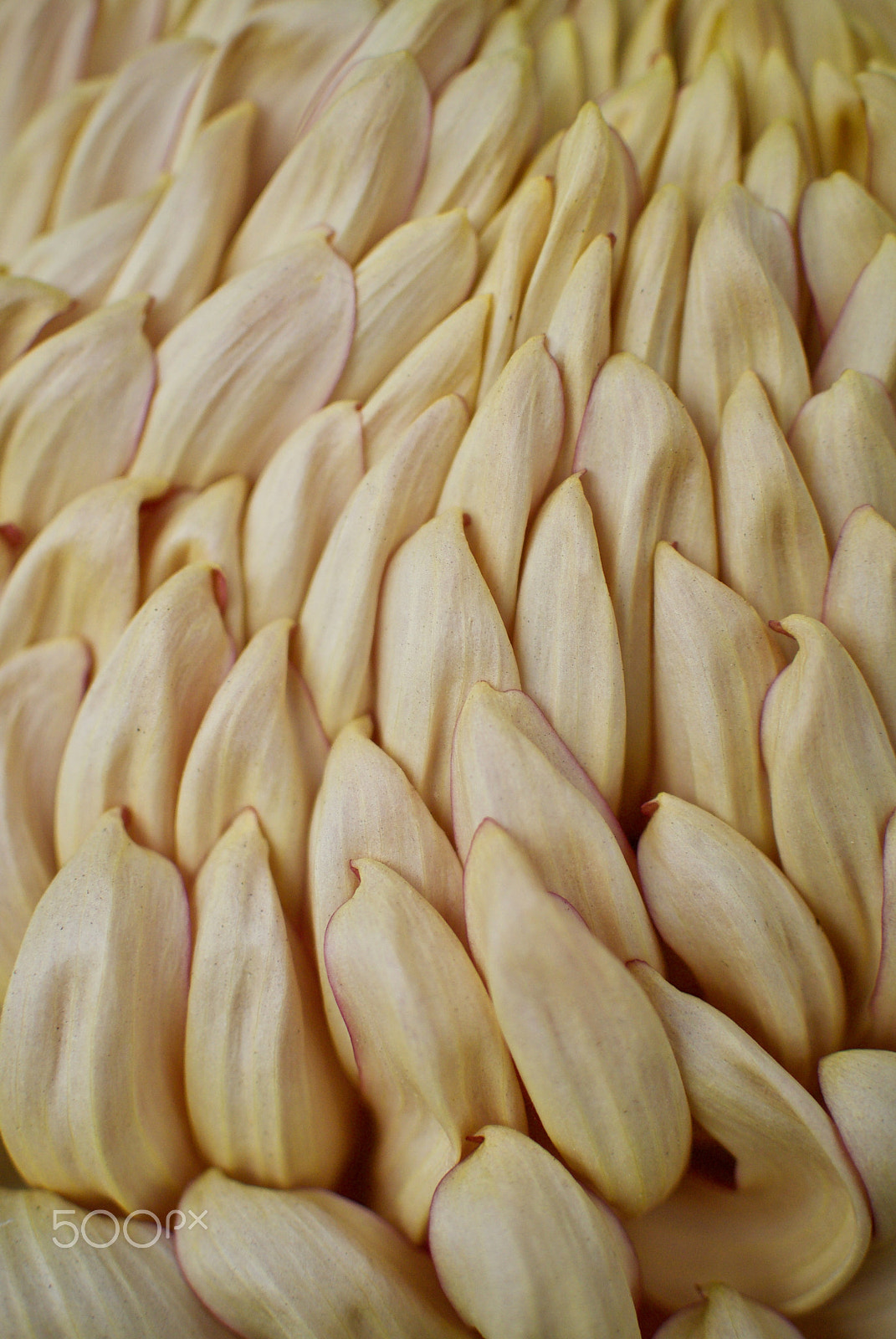 Nikon 1 J2 sample photo. Chrysanthemum details photography