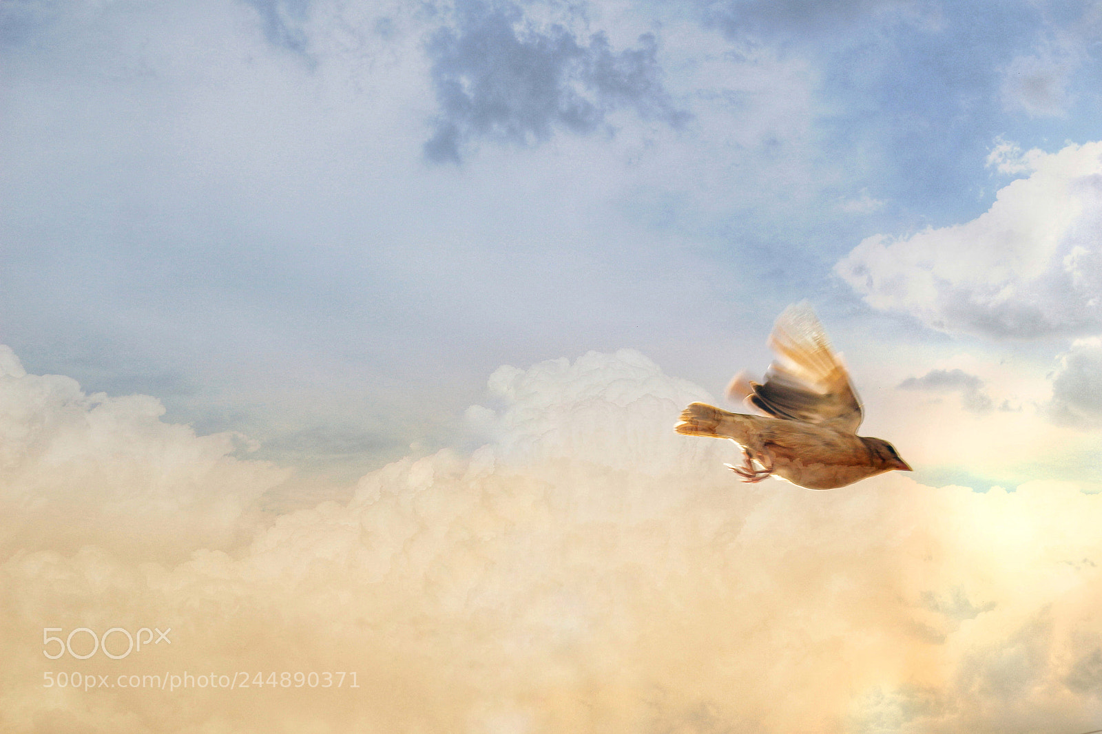 Canon EOS 100D (EOS Rebel SL1 / EOS Kiss X7) sample photo. Flight of the sparrow photography