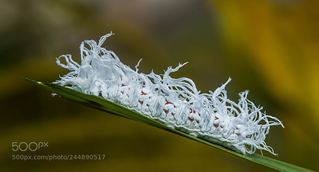 Nikon D810 sample photo. White caterpillar photography