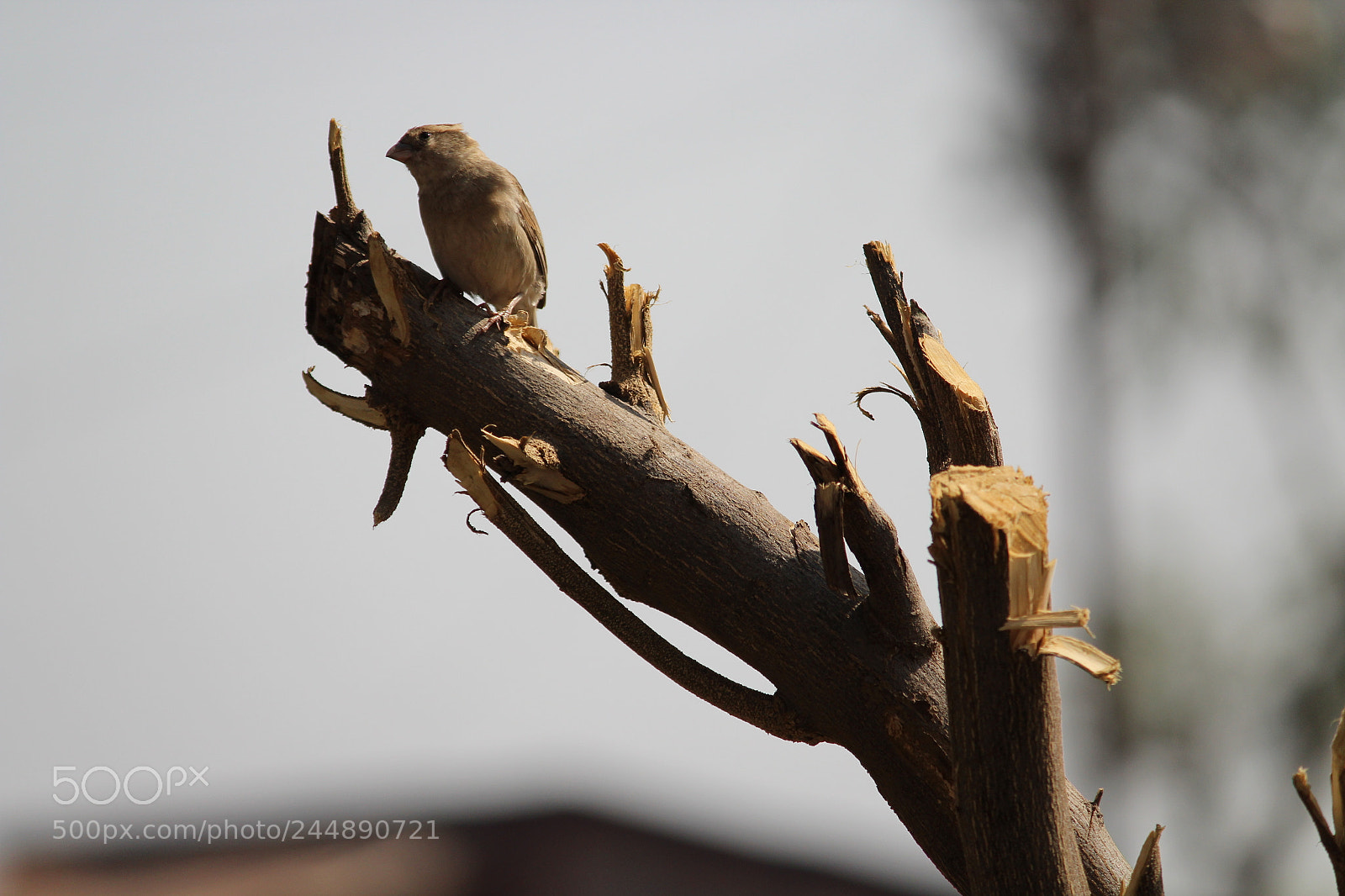 Canon EF-S 55-250mm F4-5.6 IS II sample photo. Img photography