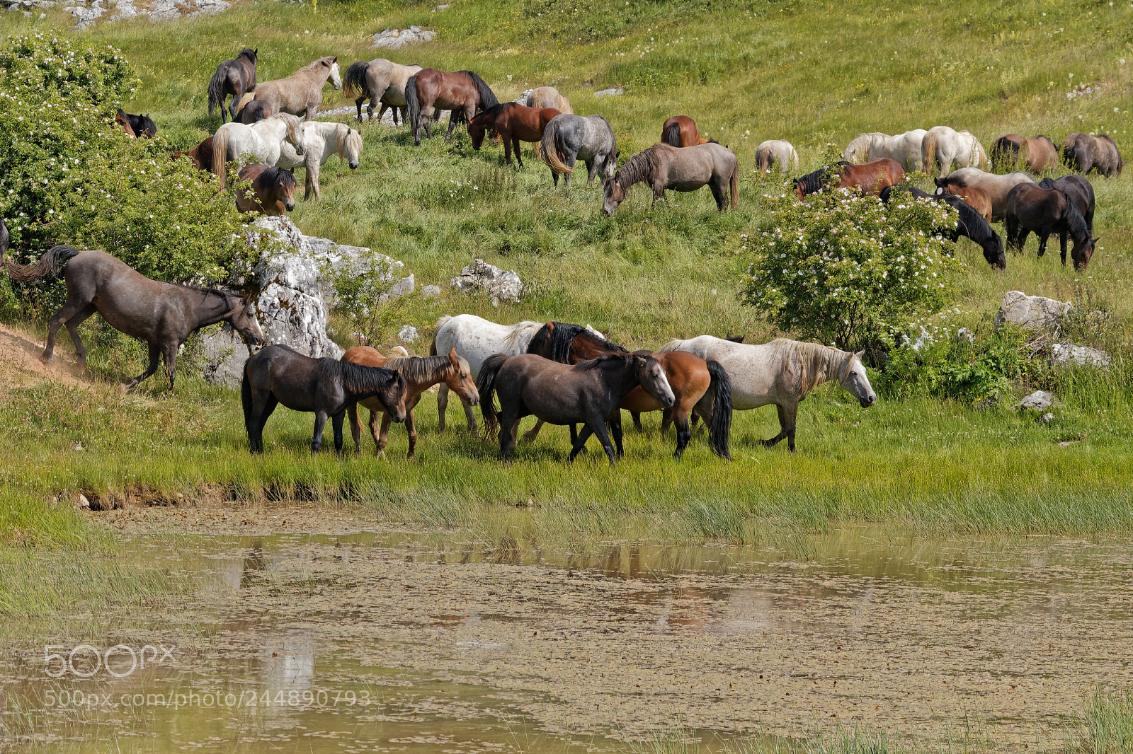 Canon EOS 550D (EOS Rebel T2i / EOS Kiss X4) sample photo. Horses dxo photography