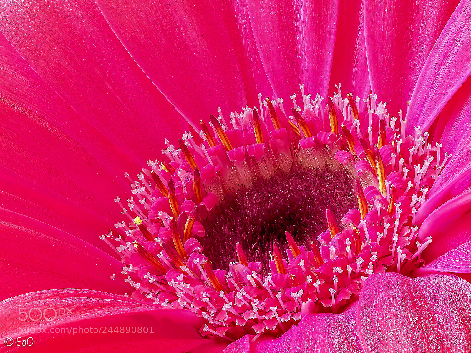 Olympus OM-D E-M1 Mark II sample photo. Little pink treasure photography