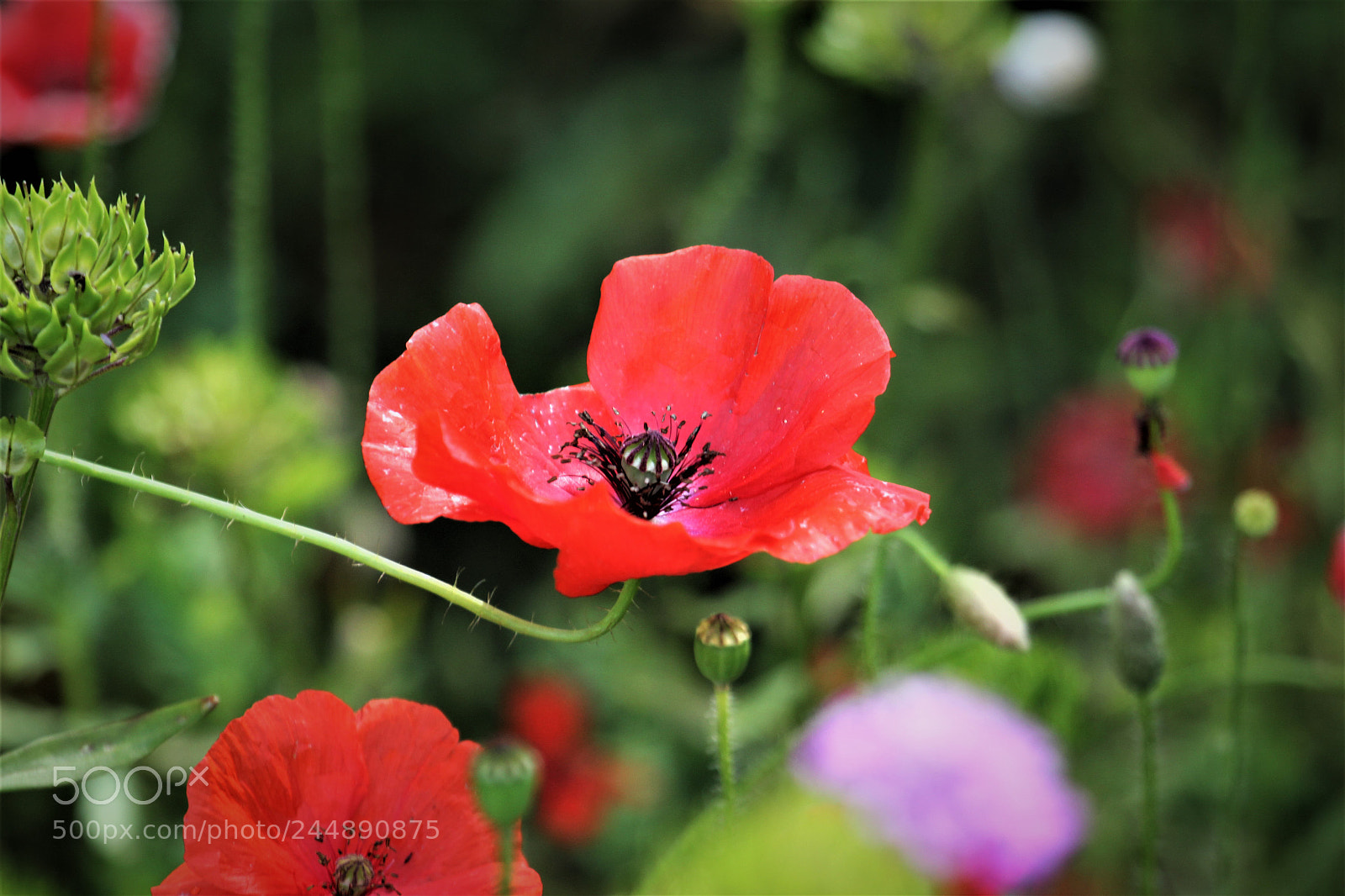 Canon EOS 550D (EOS Rebel T2i / EOS Kiss X4) sample photo. Common poppy photography