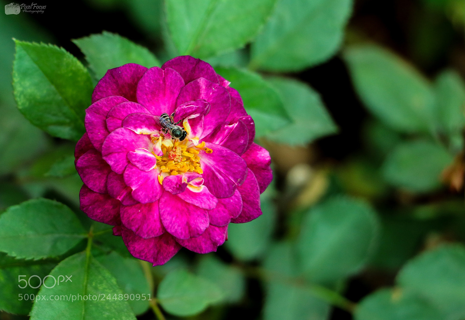 Canon EOS 760D (EOS Rebel T6s / EOS 8000D) sample photo. Lovely rose photography