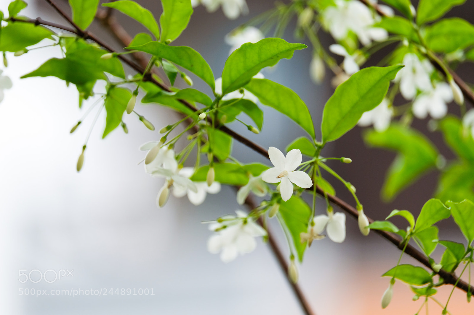 Fujifilm X-T20 sample photo. White & green photography