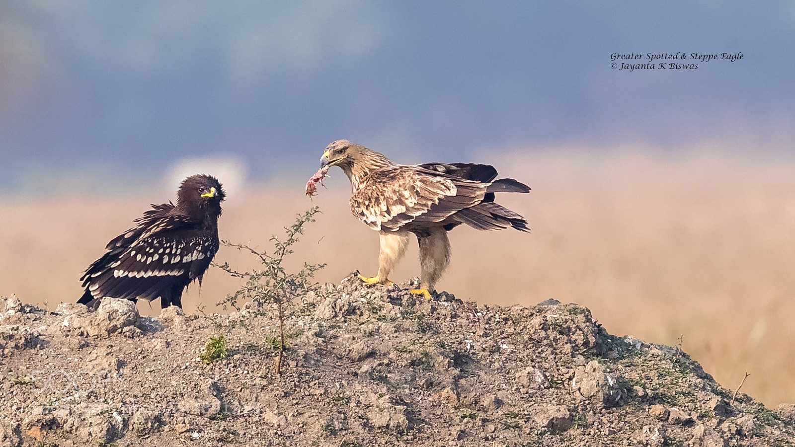 Canon EOS-1D X Mark II sample photo. Greater spotted eagle steppe photography