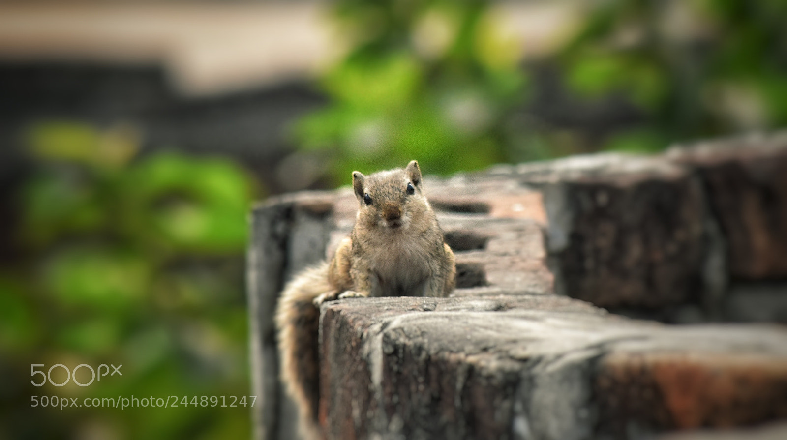 Nikon D5500 sample photo. Squirrel photography