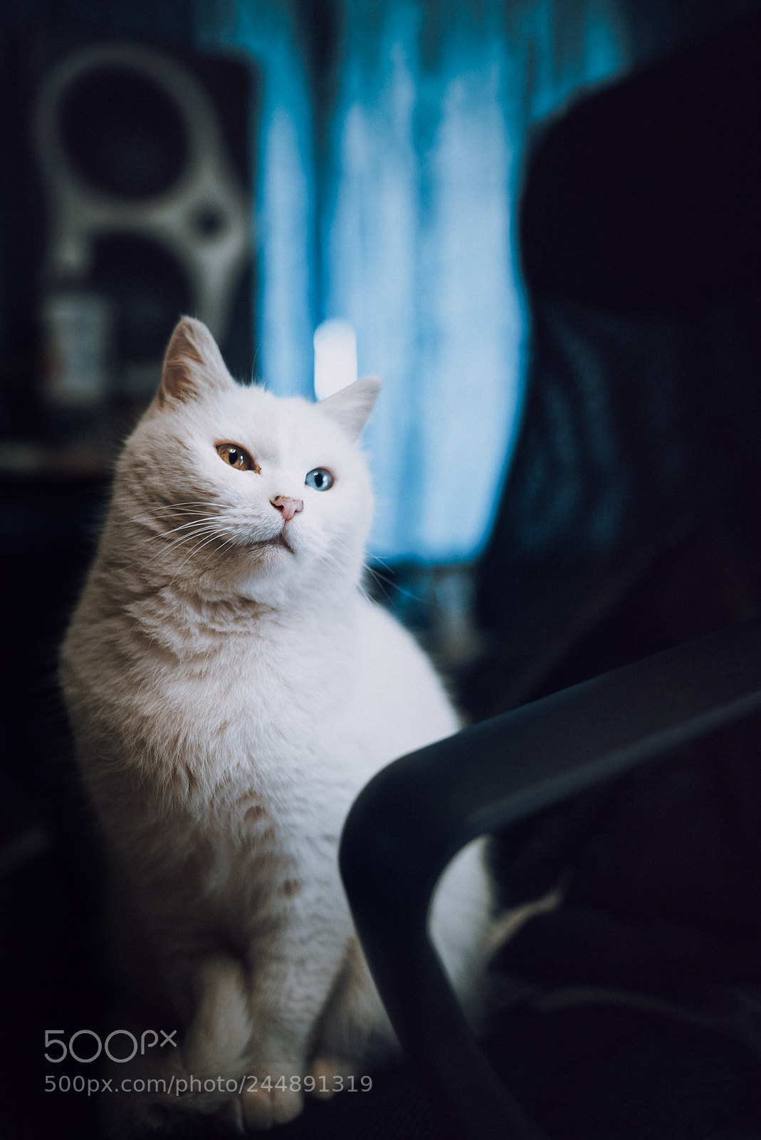 Sony a7S II sample photo. 「koyuki」 photography