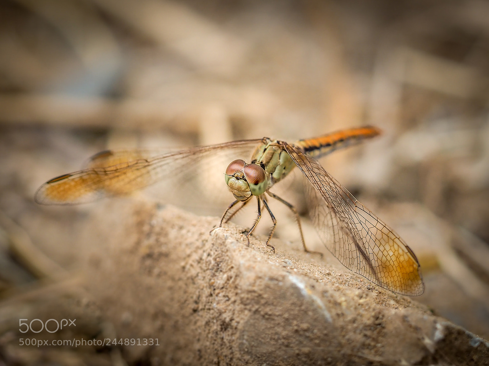 Olympus OM-D E-M10 sample photo. Fly-dragon photography