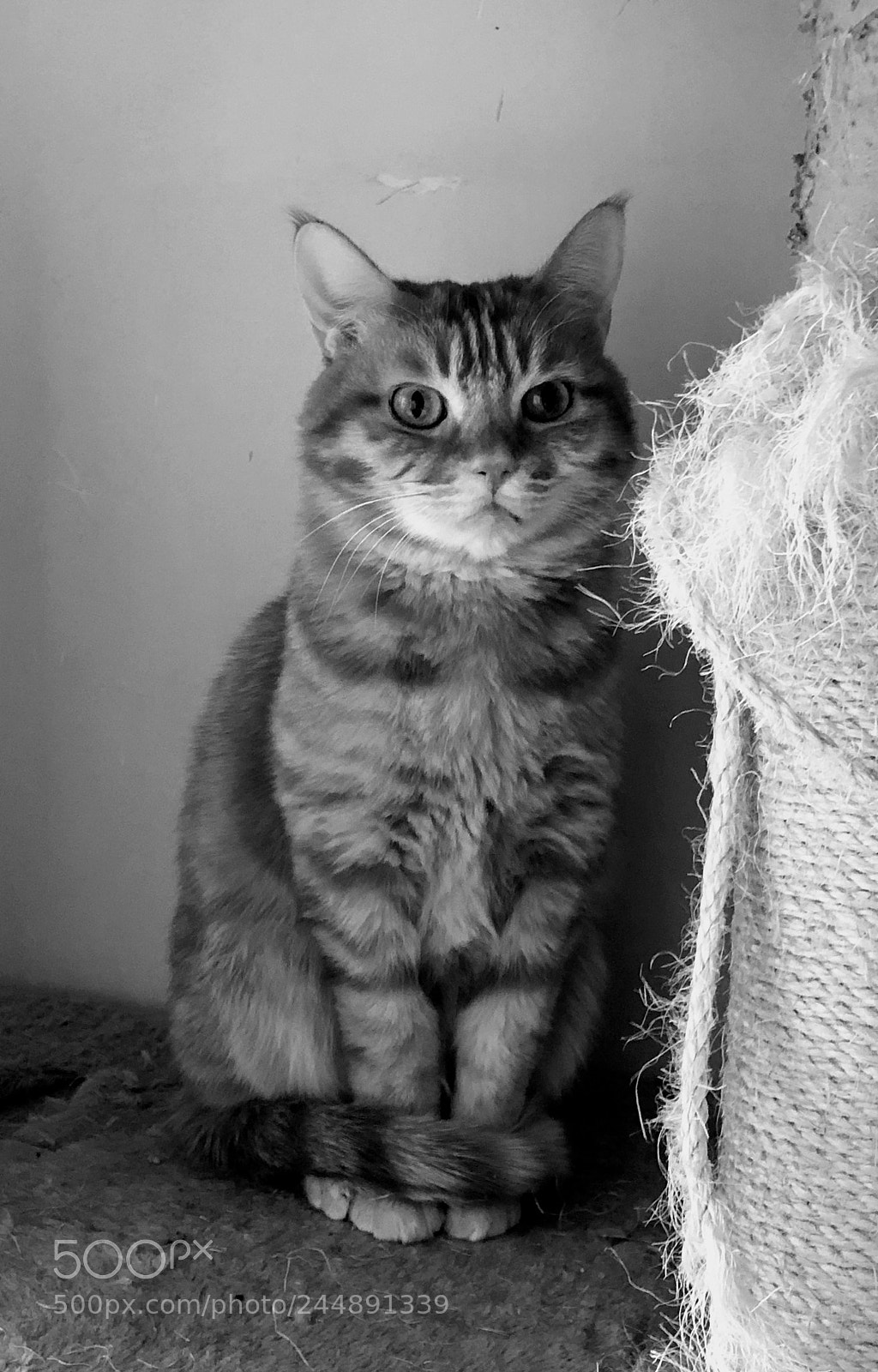 Apple iPhone X sample photo. Cat 1 photography