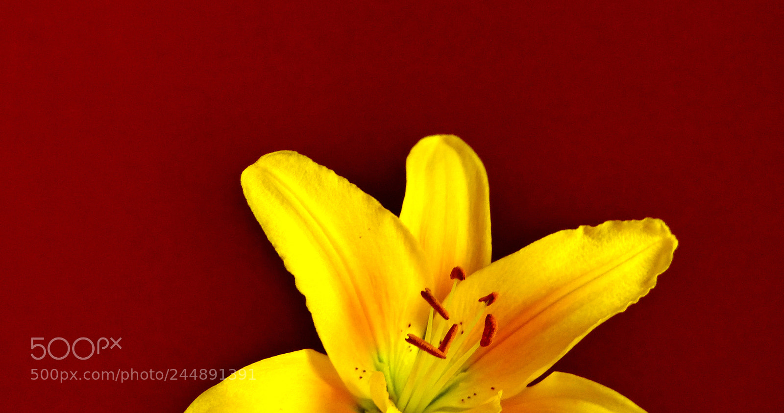 Panasonic Lumix DMC-FZ200 sample photo. Yellow lily photography
