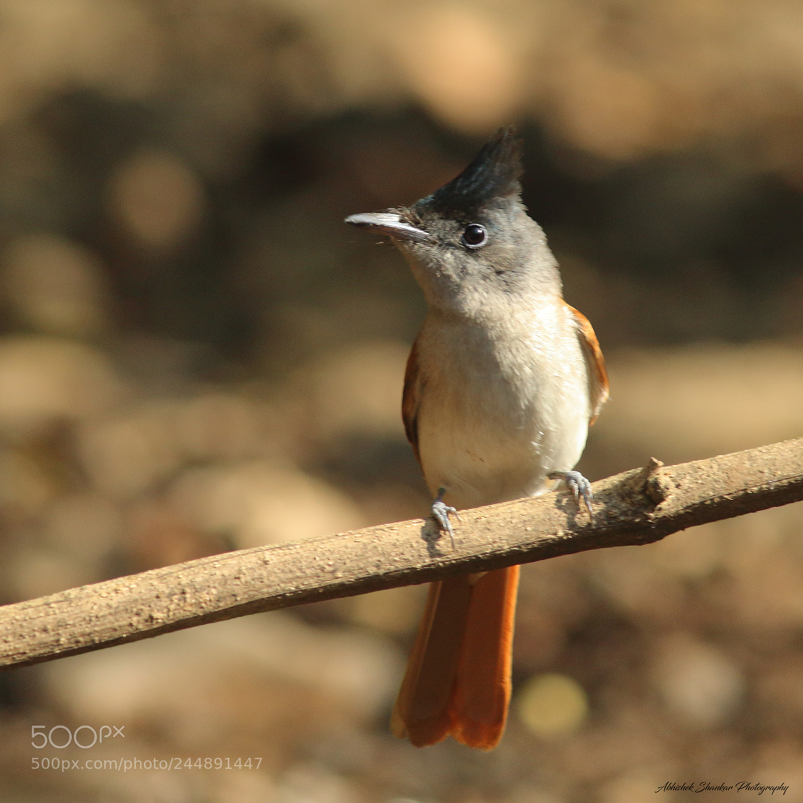 Canon EOS 1200D (EOS Rebel T5 / EOS Kiss X70 / EOS Hi) sample photo. Indian paradise flycatcher photography