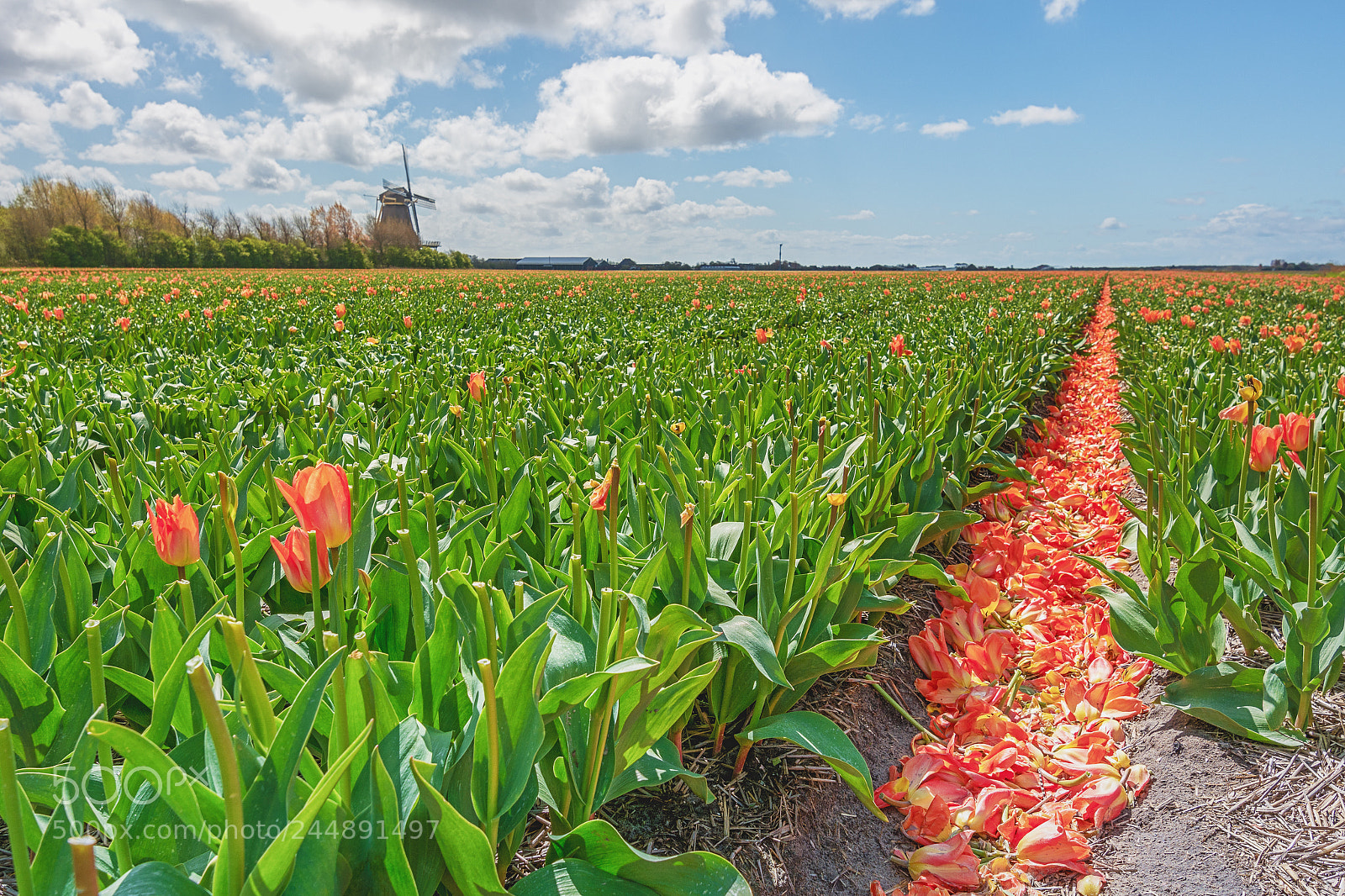 Nikon D7100 sample photo. Tulips fields photography