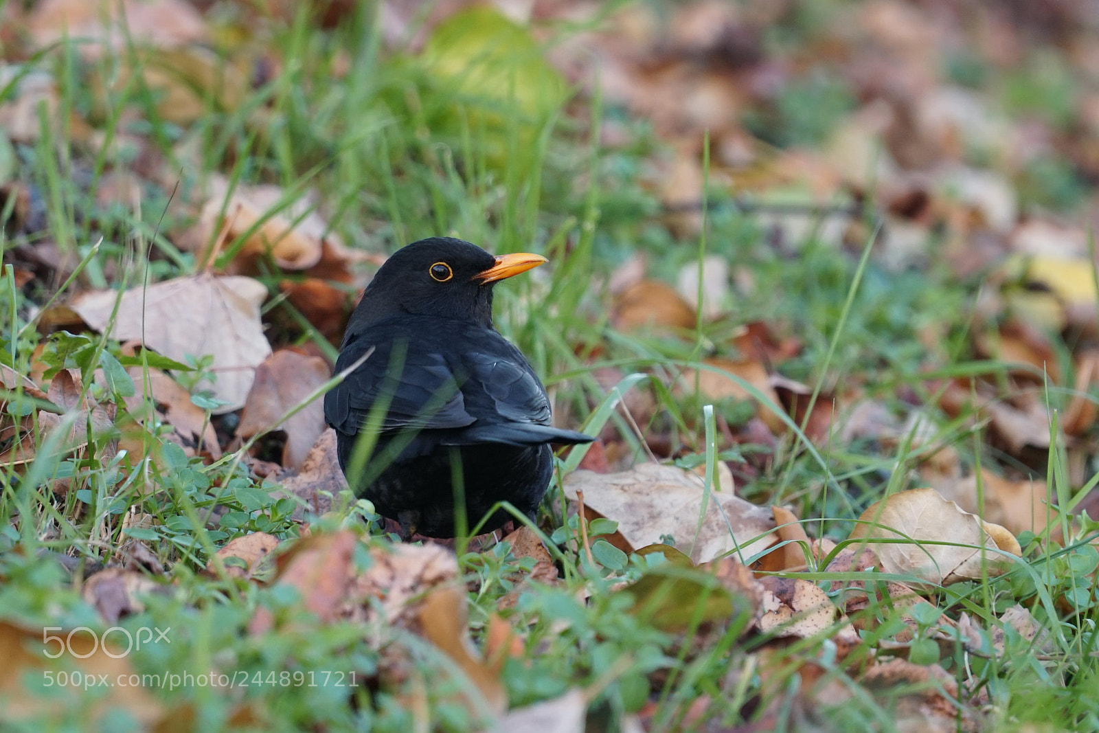 Sony a6500 sample photo. Turdus merula photography