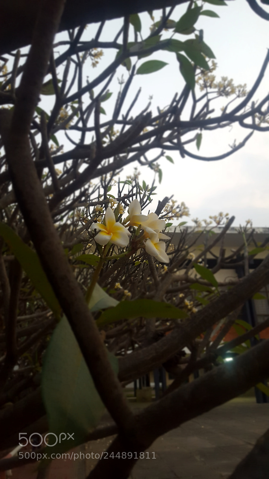 Samsung Galaxy S6 sample photo. Untitled photography