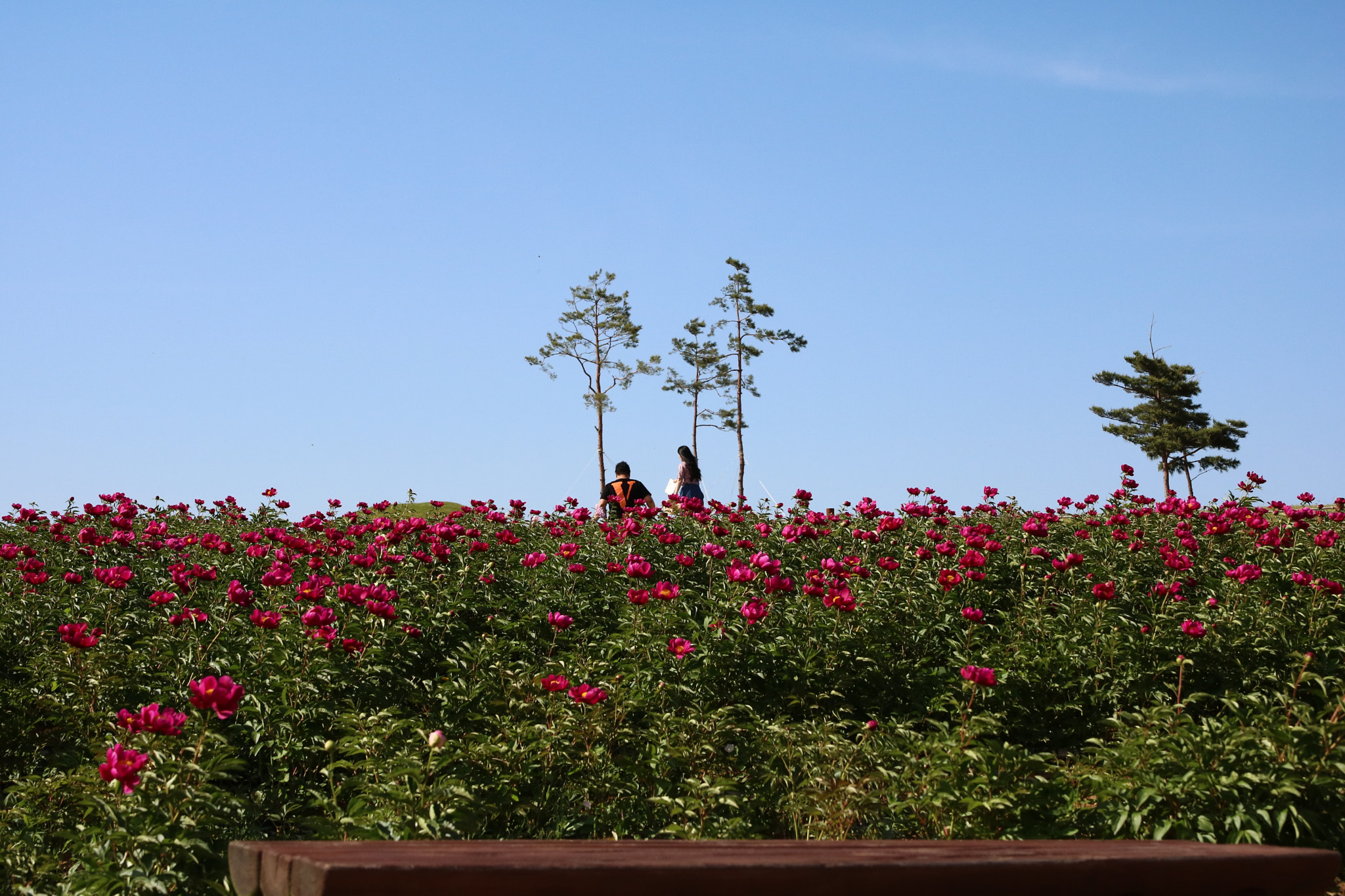 Canon EF-S 17-55mm F2.8 IS USM sample photo. Img photography