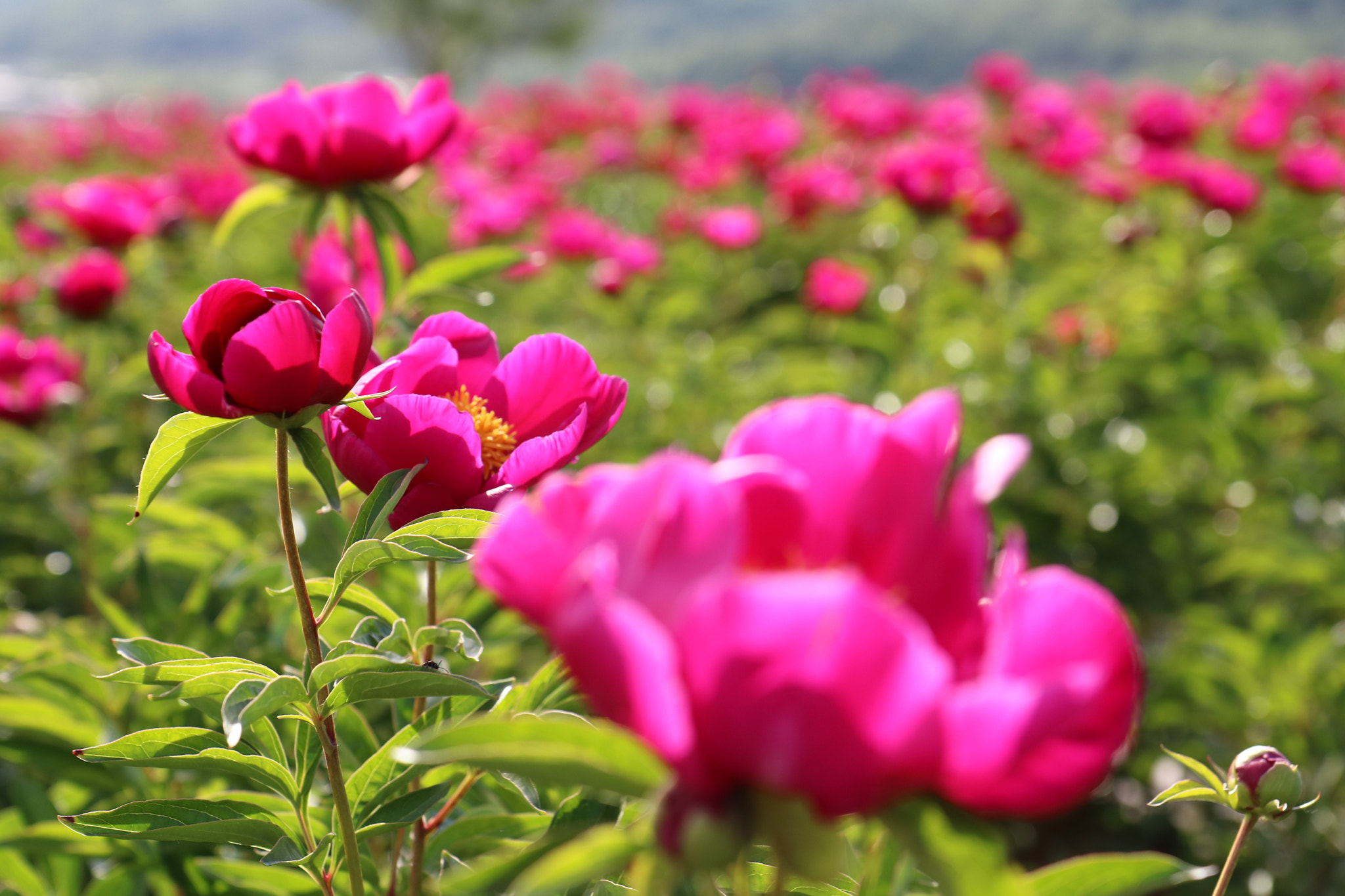 Canon EF-S 17-55mm F2.8 IS USM sample photo. Img photography