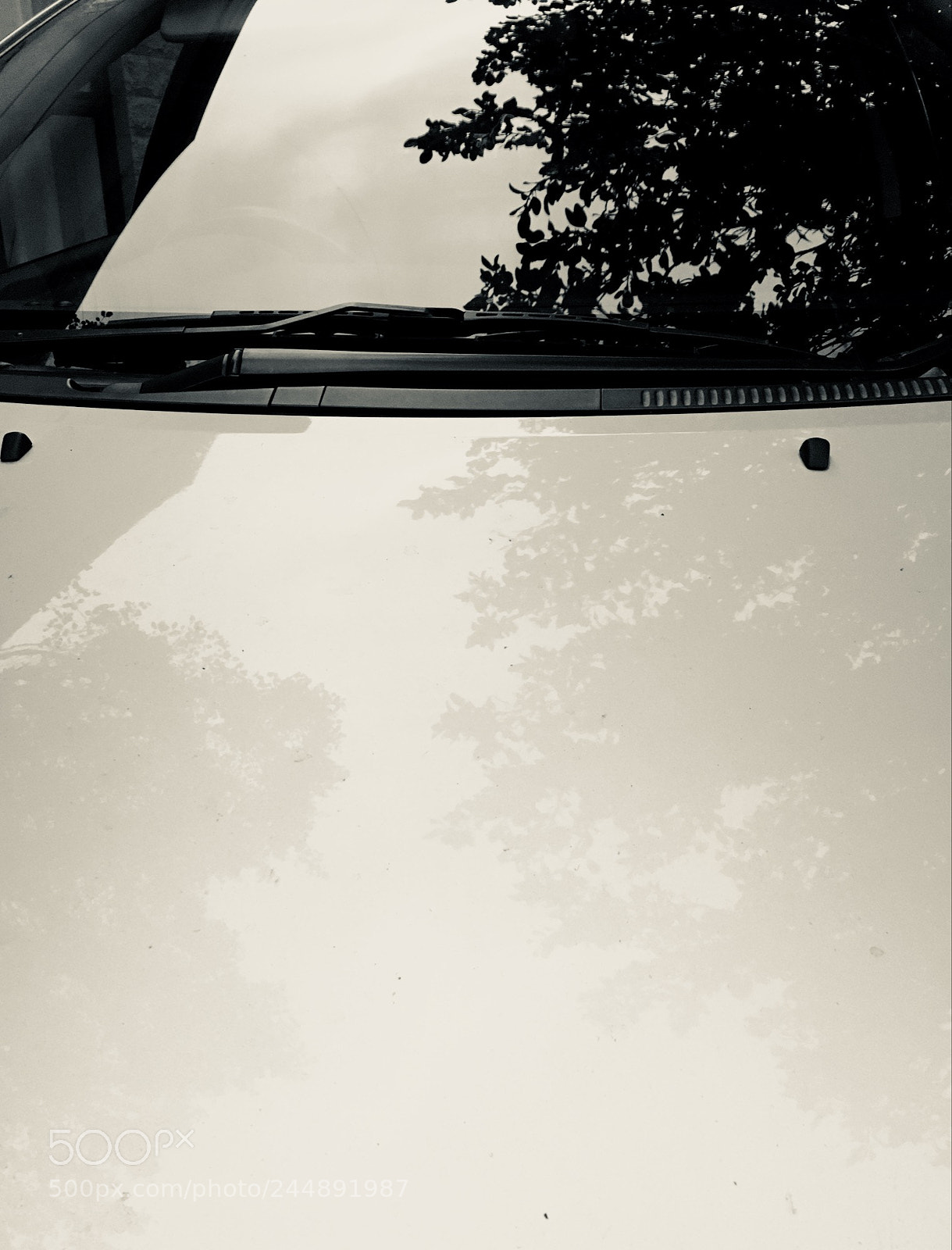 Apple iPhone 6s sample photo. Tree + bonnet photography