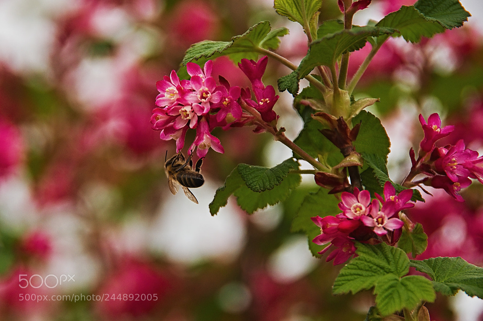 Pentax K-3 sample photo. Jarní touhy photography