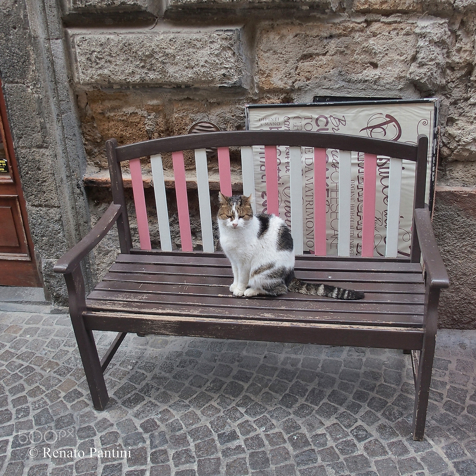 Olympus STYLUS1 sample photo. Un gatto, una panchina... a cat, a bench... photography