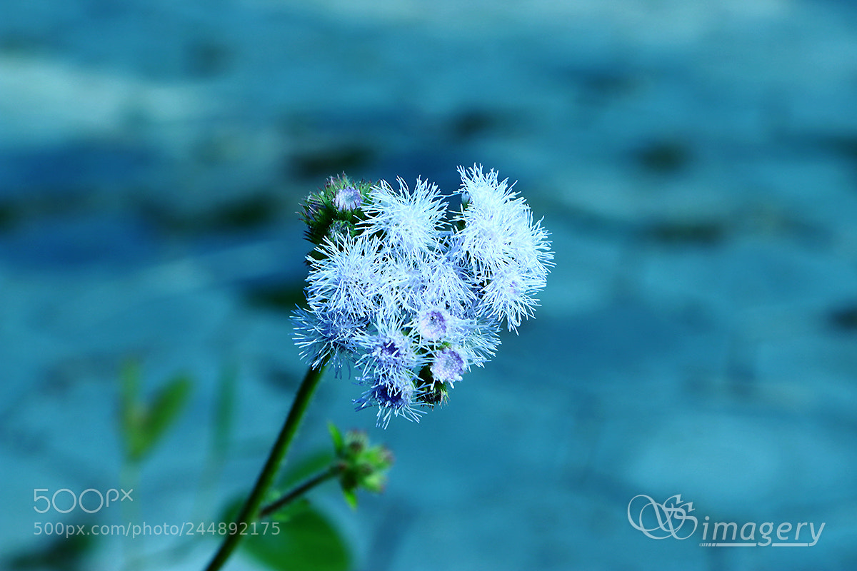 Canon EOS 200D (EOS Rebel SL2 / EOS Kiss X9) sample photo. White flowers photography