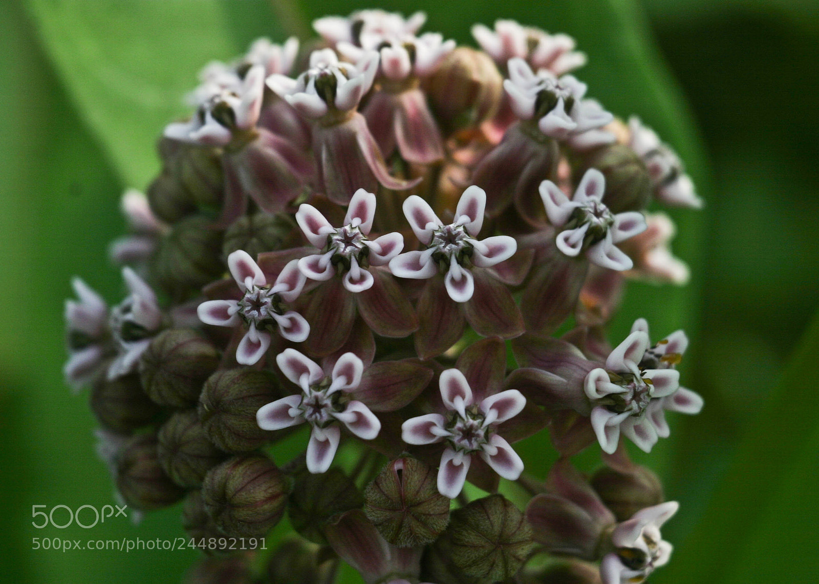 Canon EOS 10D sample photo. Img photography
