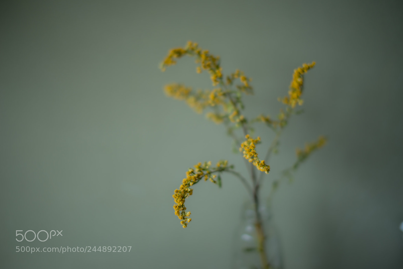 Pentax K-1 sample photo. Yellow photography