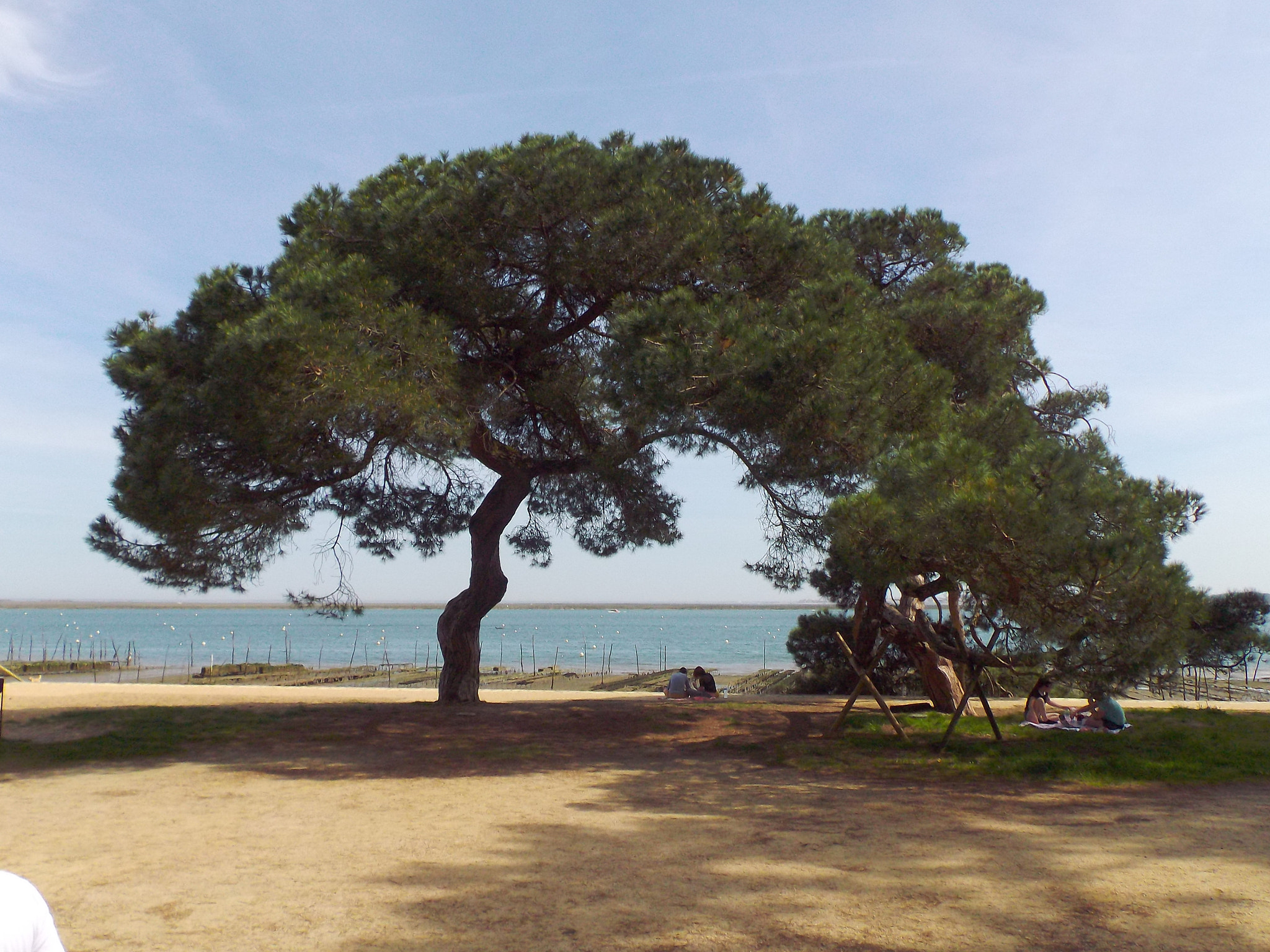 Pentax Optio VS20 sample photo. Arbre au cap ferret photography