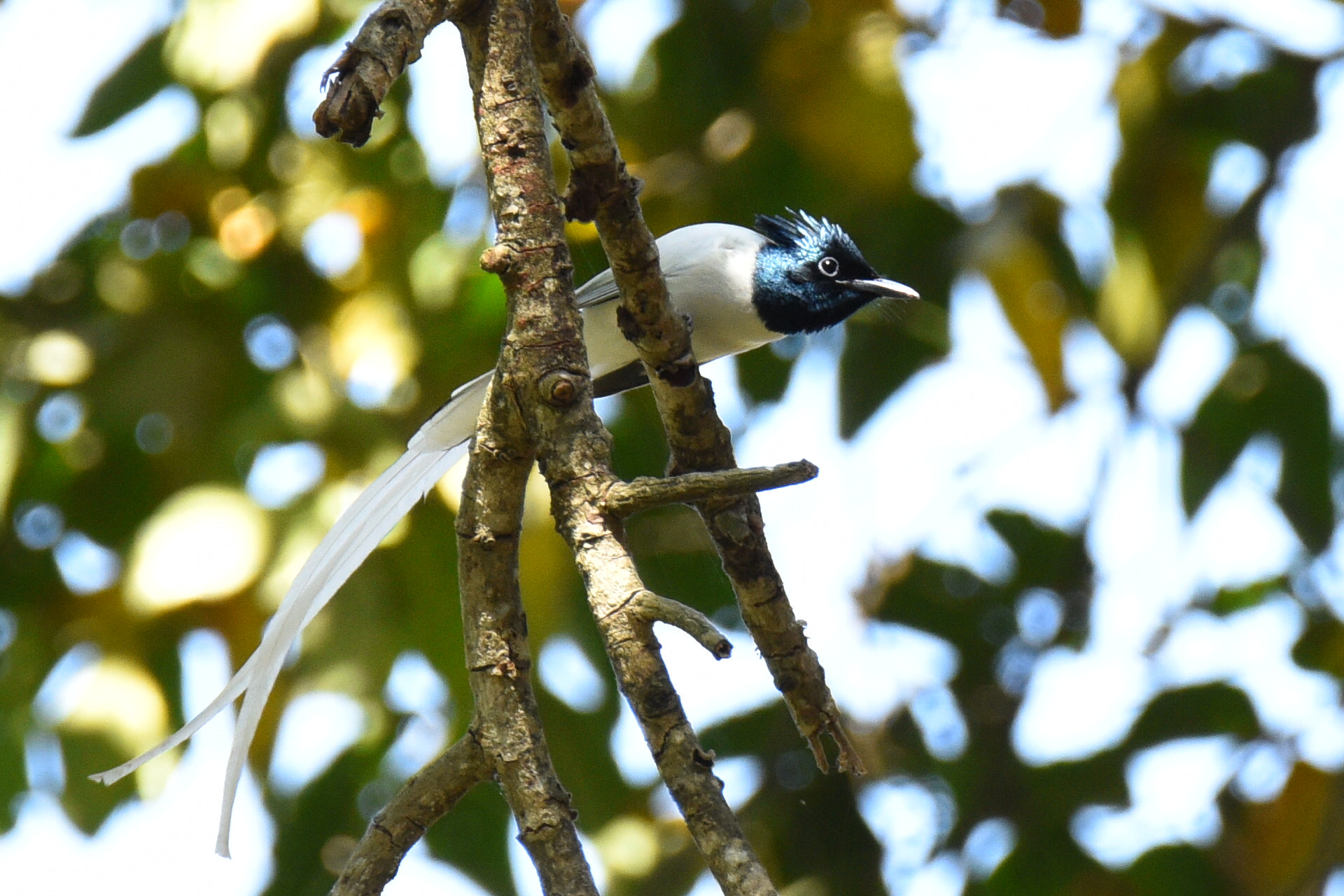 Nikon D810 sample photo. Asian paradise white tail photography