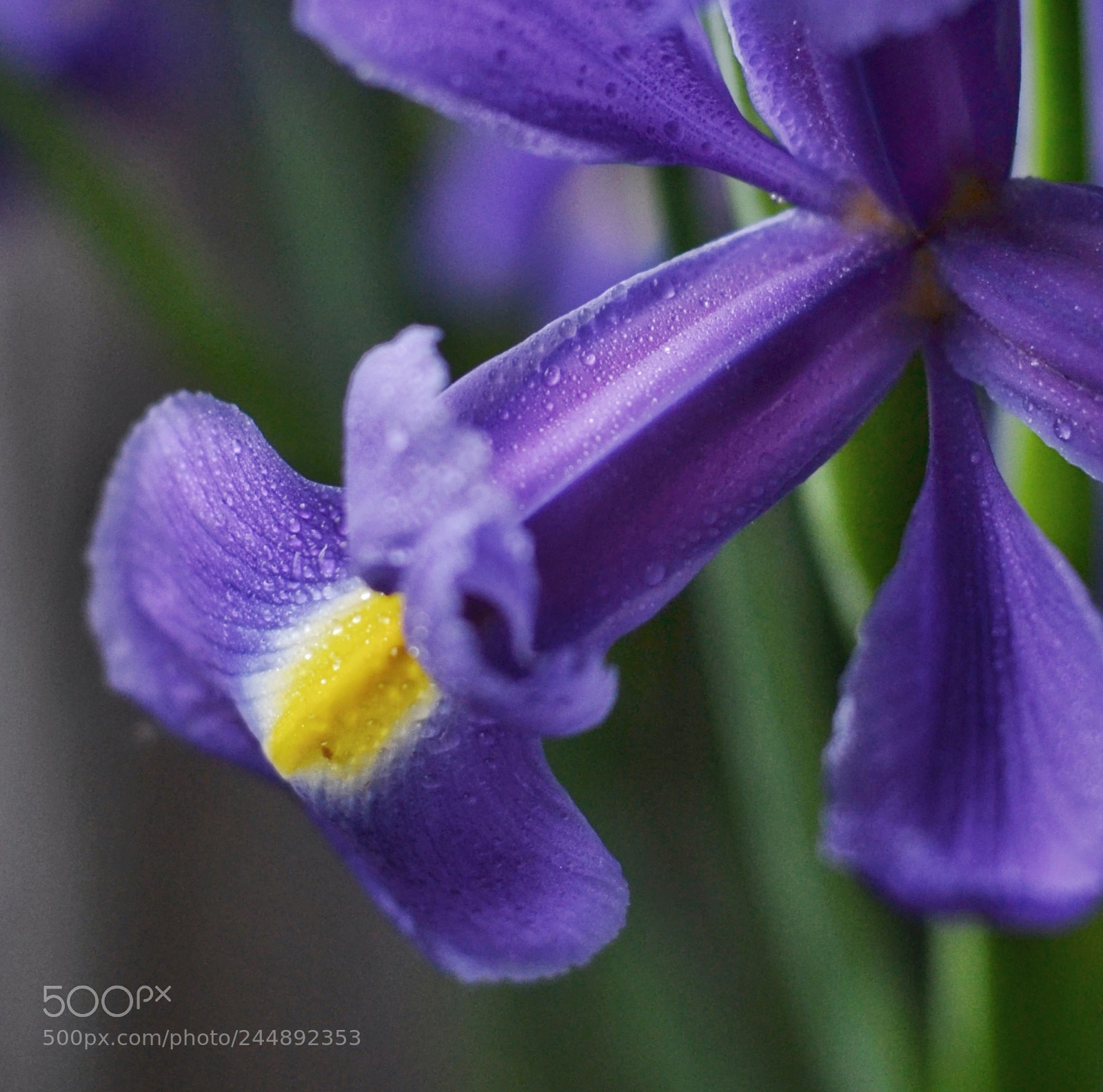 Nikon D3100 sample photo. Flowers photography