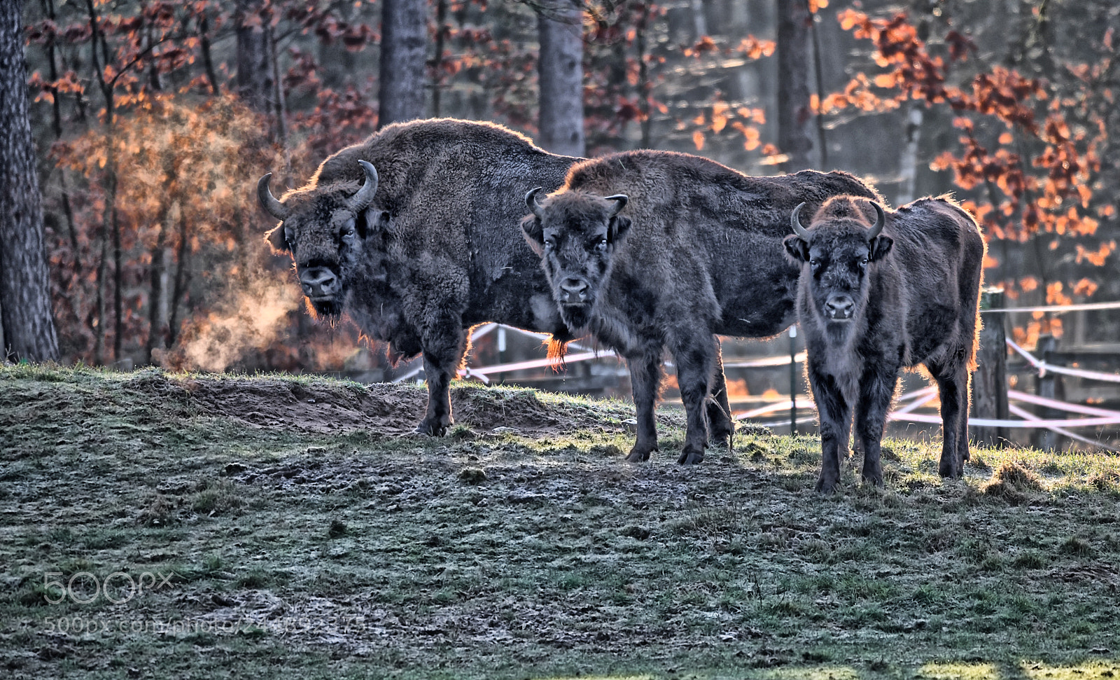 Nikon D850 sample photo. Bison group photography