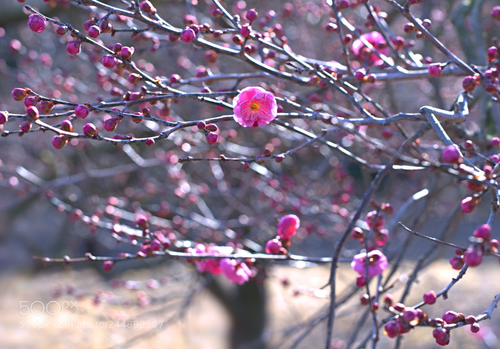 Nikon D7100 sample photo. Flowers photography
