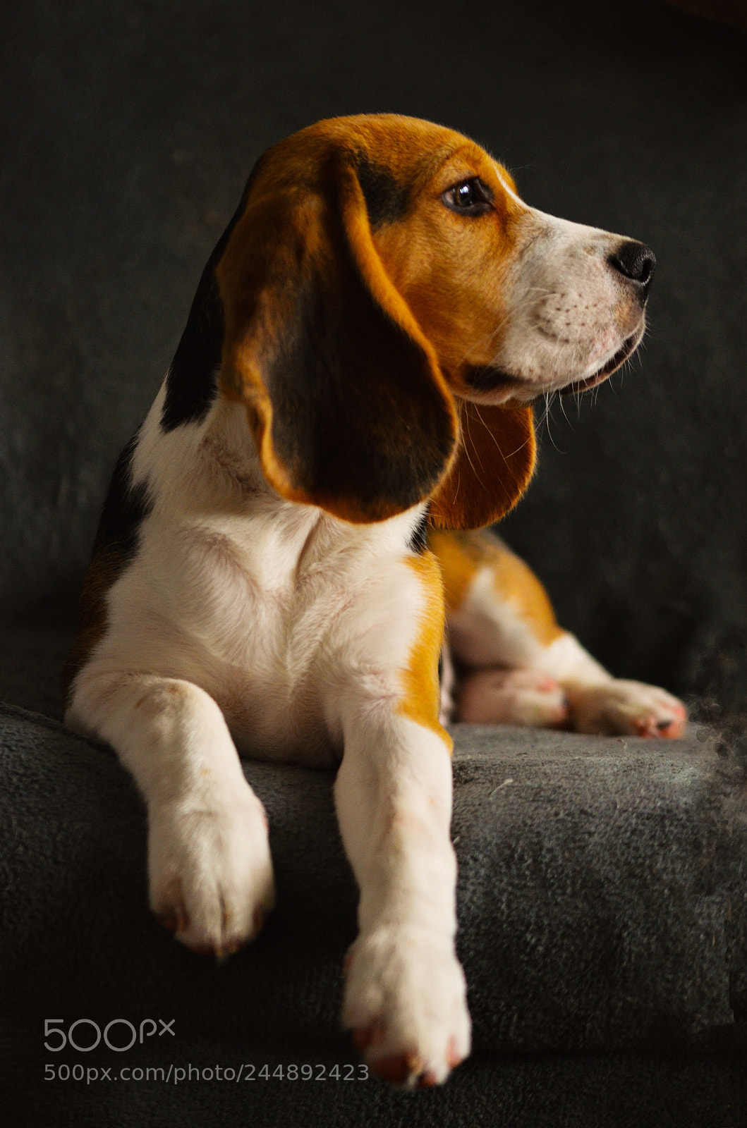 Nikon D5100 sample photo. Puppy... photography