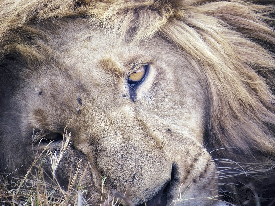 Canon PowerShot SX50 HS sample photo. Lazy lion photography