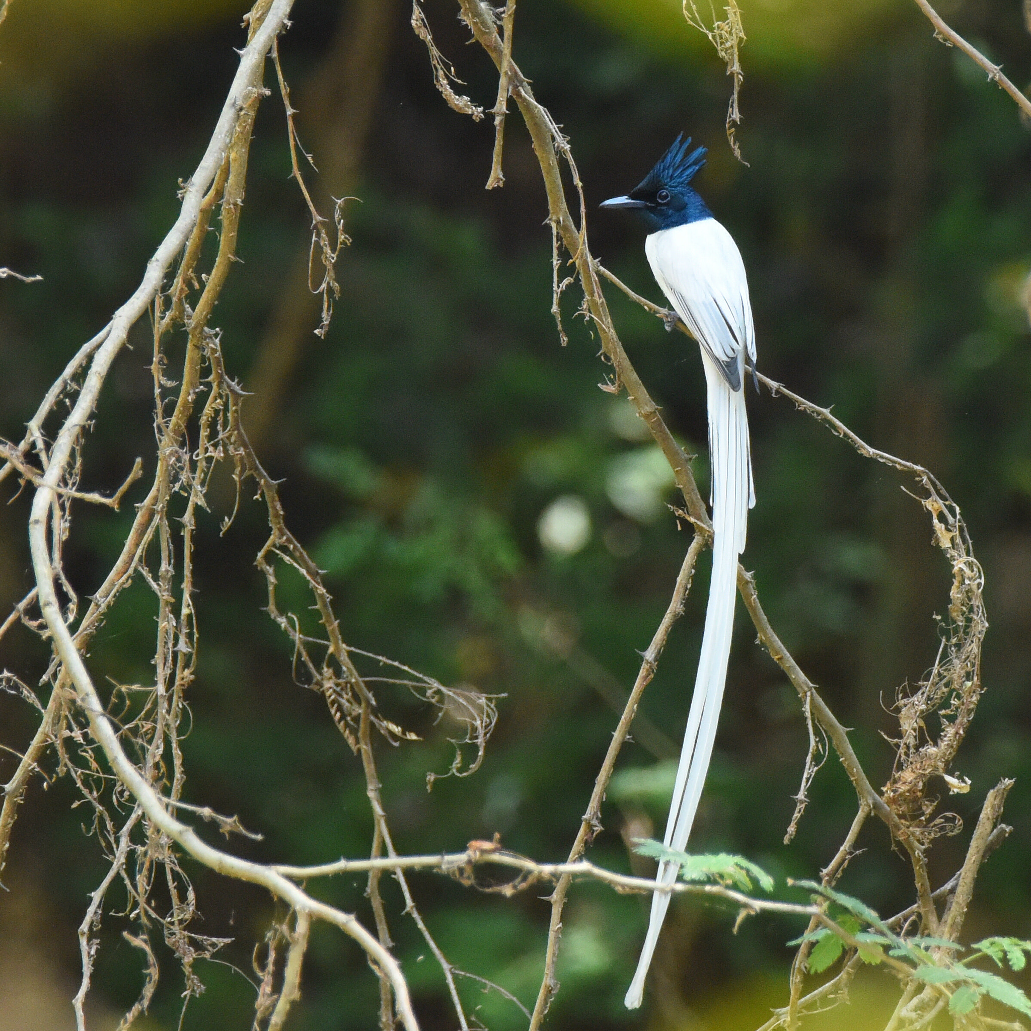 Nikon D810 sample photo. Adian paradise white tail photography