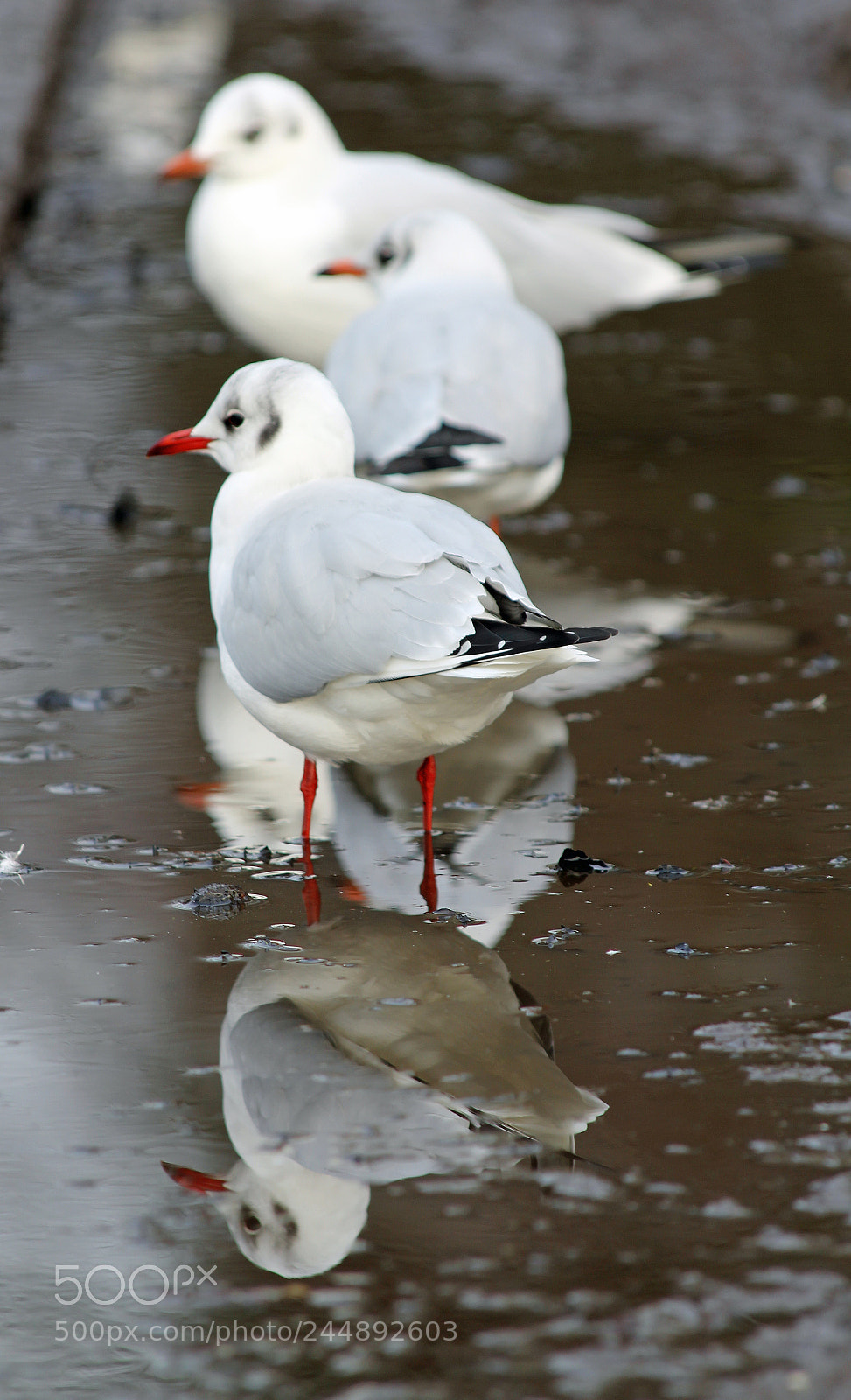 Canon EOS 550D (EOS Rebel T2i / EOS Kiss X4) sample photo. Birds photography