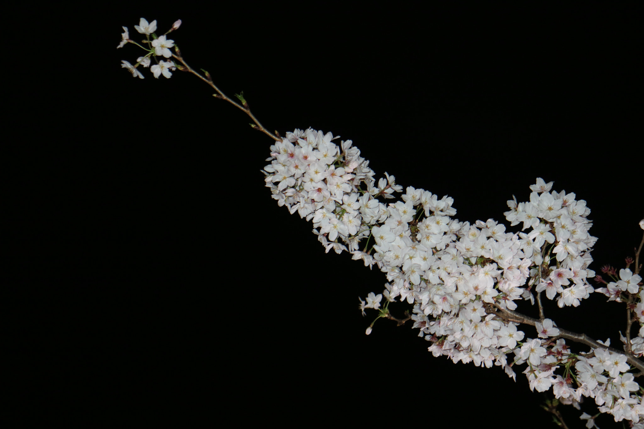 Canon EOS M3 sample photo. Bunch of sakura flowers photography