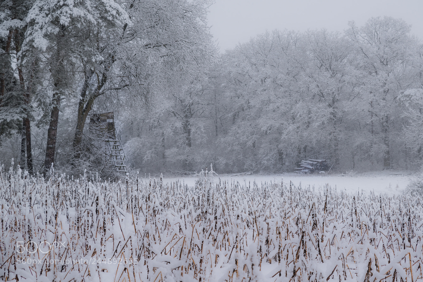 Pentax K-1 sample photo. Winter photography