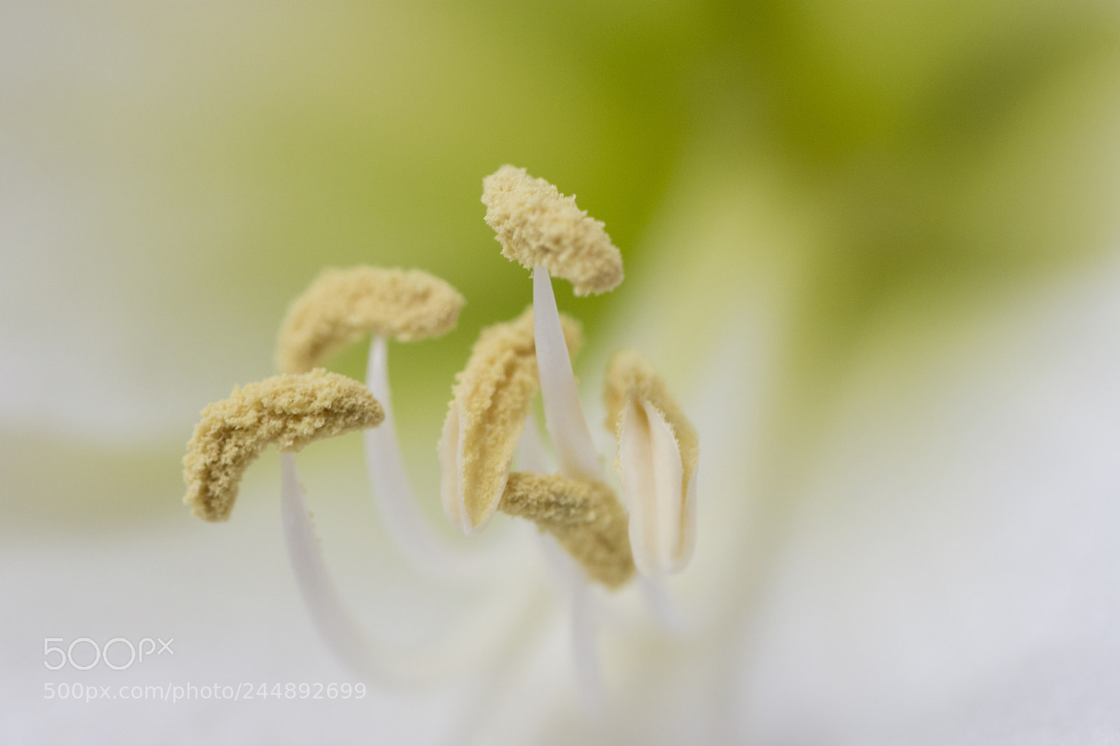 Nikon D7200 sample photo. Amaryllis photography