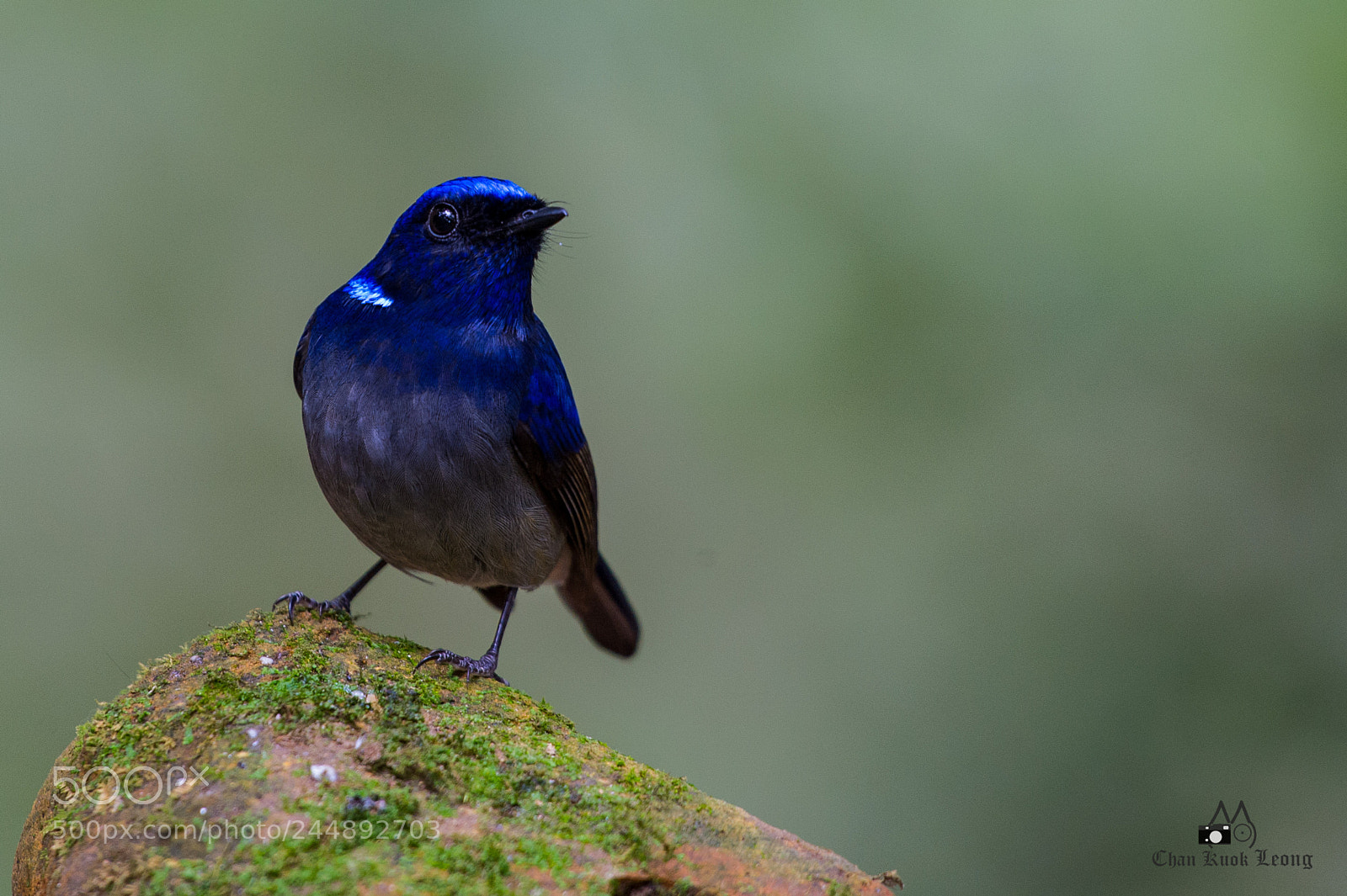 Nikon D3S sample photo. Small niltava 小仙鶲 photography
