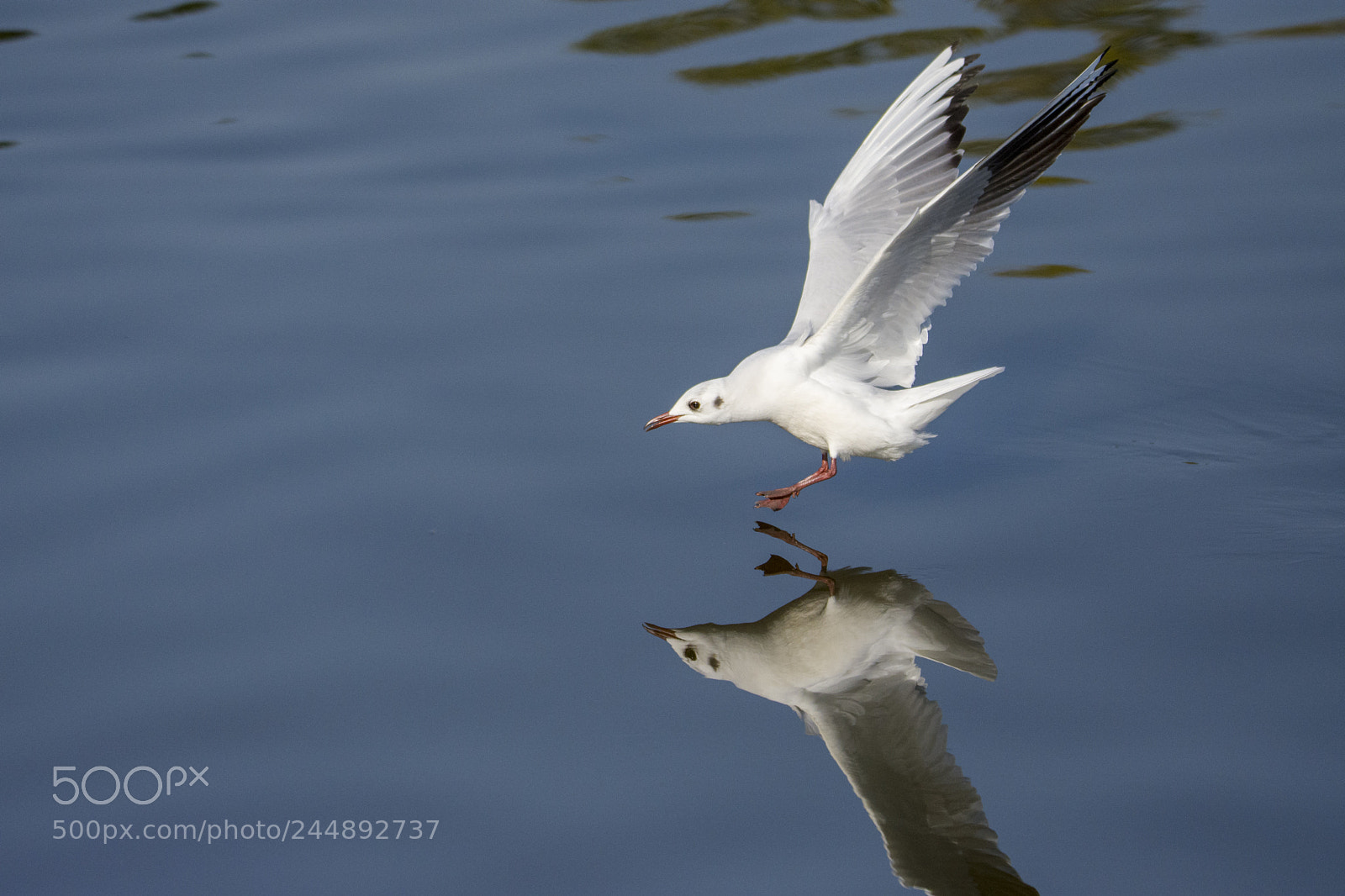 Nikon D7200 sample photo. Seagull photography