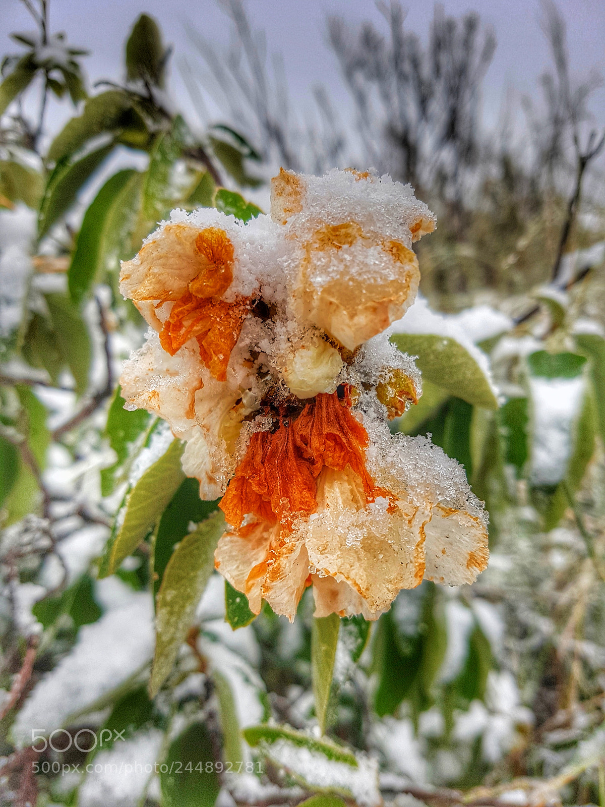 Samsung Galaxy S7 Edge sample photo. Ice photography