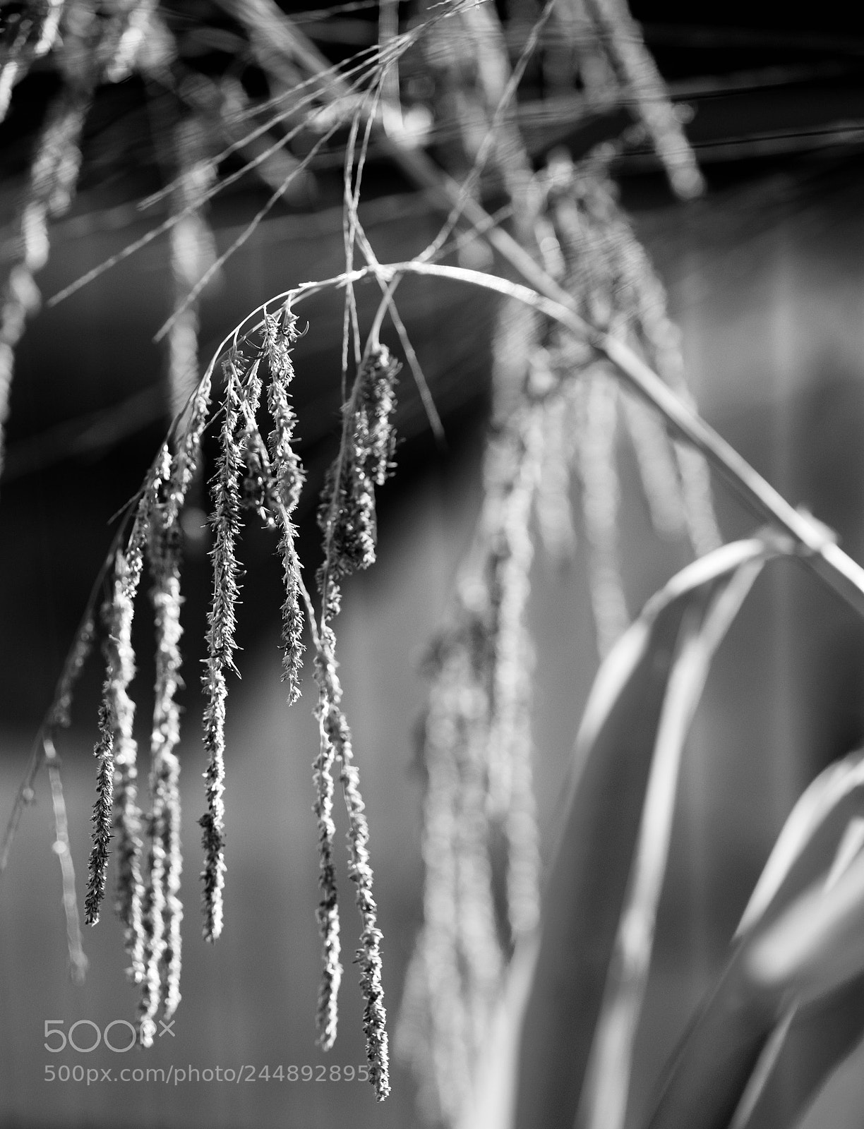 Fujifilm X-T10 sample photo. Seed photography