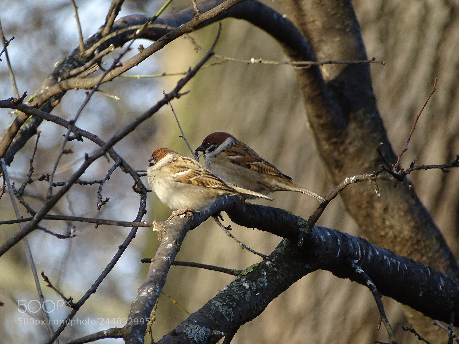 Sony Cyber-shot DSC-HX350 sample photo. Sparrow family photography