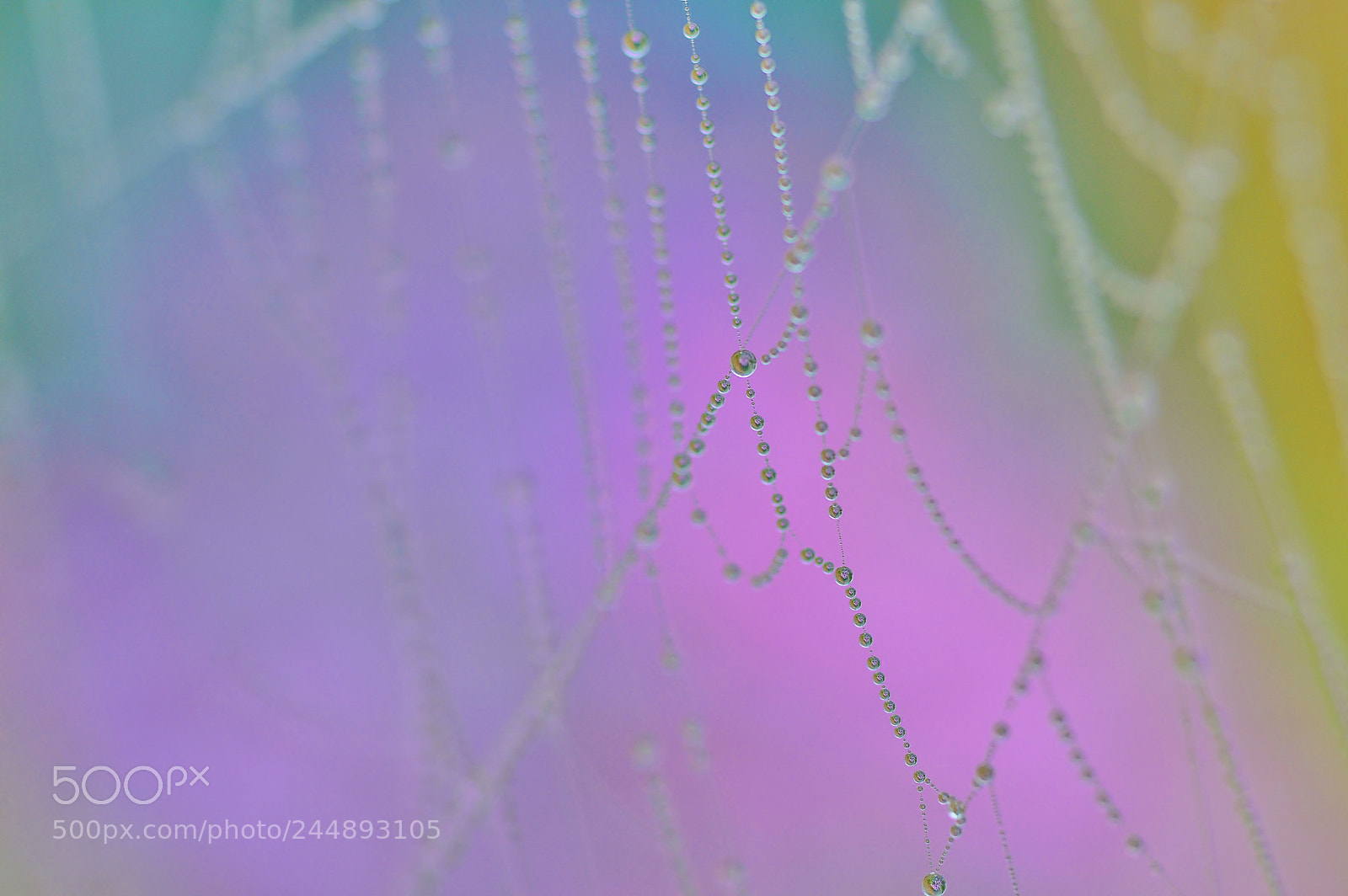 Nikon D3200 sample photo. Garden nature......drops photography