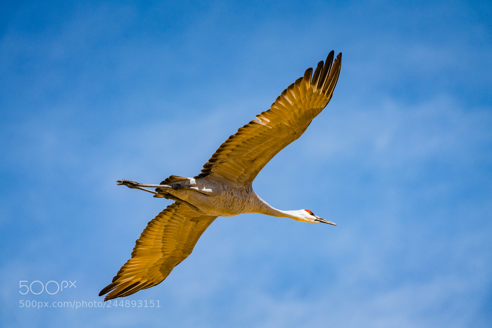 Sony a7R III sample photo. Undercarriage photography